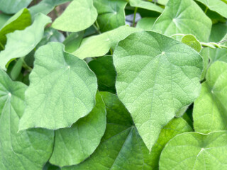 Green grass jelly plant or Cyclea barbata with lush leaves. Grass jelly is also known as cincau in Indonesian. 