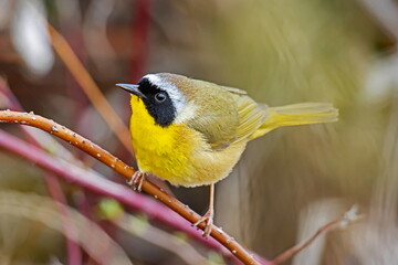 common yellowthroat