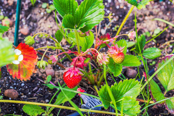 Macro view of ripe and unripe garden strawberries growing on bush with green leaves and drip irrigation tube. Sweden.