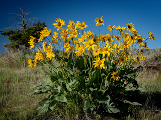 Yellow wildflowers in the foothills above Boise Idaho