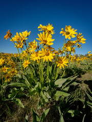 Yellow wildflowers and blue sky in nature