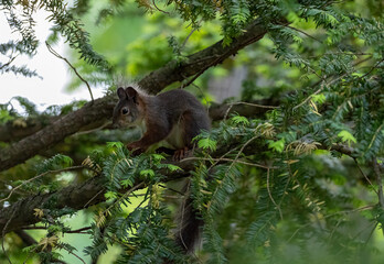Eichhörnchen
