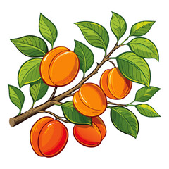 Apricots on a branch color vector illustration. Summer ripe fruits on a branch for packaging and design.