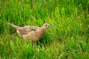 Female pheasant in the grass