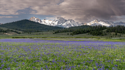 Meadow filled with blue wildflowers and mountain range