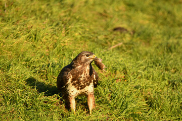 Mäusebussard mit Beute