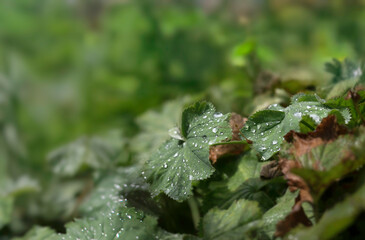Lady's mantle with water droplets on leaves in front of a field. Shallow depth of field