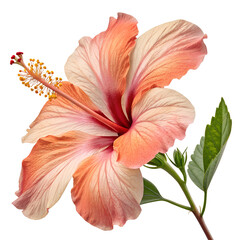 Peach and Pink Hibiscus Flower Close Up, exotic flower isolated on white