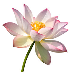 Fototapeta premium The Beauty and Grace of the Lotus Flower, lotus flower isolated on white