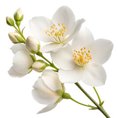 Obraz premium Elegant White Jasmine Blossoms with Delicate Fragrance, white orchid isolated on white
