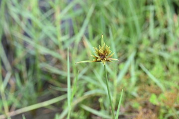Cyperus polystachyos grass. Its common names Pycreus polystachyos, manyspike flatsedge, bunchy sedge, coast flatsedge, many spiked sedge and Texas sedge. Its herbaceous species in family Cyperaceae. 
