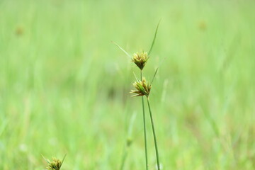 Cyperus polystachyos grass. Its common names Pycreus polystachyos, manyspike flatsedge, bunchy sedge, coast flatsedge, many spiked sedge and Texas sedge. Its herbaceous species in family Cyperaceae. 
