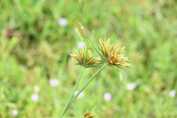 Cyperus polystachyos grass. Its common names Pycreus polystachyos, manyspike flatsedge, bunchy sedge, coast flatsedge, many spiked sedge and Texas sedge. Its herbaceous species in family Cyperaceae. 
