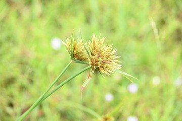 Cyperus polystachyos grass. Its common names Pycreus polystachyos, manyspike flatsedge, bunchy sedge, coast flatsedge, many spiked sedge and Texas sedge. Its herbaceous species in family Cyperaceae. 
