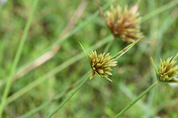 Cyperus polystachyos grass. Its common names Pycreus polystachyos, manyspike flatsedge, bunchy sedge, coast flatsedge, many spiked sedge and Texas sedge. Its herbaceous species in family Cyperaceae. 
