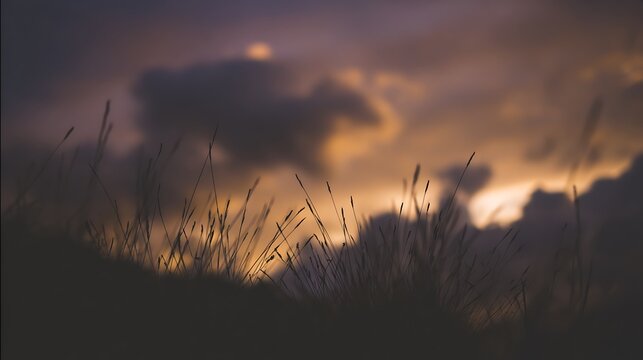 Golden hour grass silhouette against sunset - Powered by Adobe