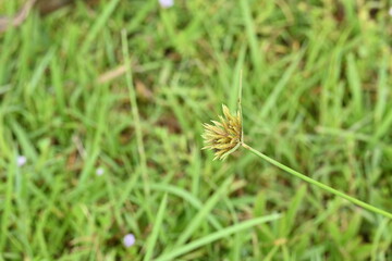 Cyperus polystachyos grass. Its common names Pycreus polystachyos, manyspike flatsedge, bunchy sedge, coast flatsedge, many spiked sedge and Texas sedge. Its herbaceous species in family Cyperaceae. 
