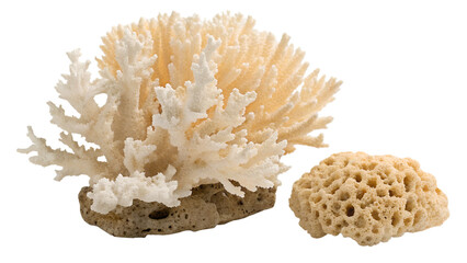 Obraz premium Two decorative coral specimens, a branching coral and a sponge, isolated on white background.