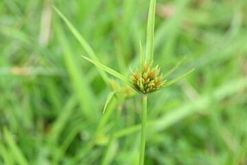 Cyperus polystachyos grass. Its common names Pycreus polystachyos, manyspike flatsedge, bunchy sedge, coast flatsedge, many spiked sedge and Texas sedge. Its herbaceous species in family Cyperaceae. 
