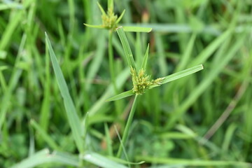 Cyperus polystachyos grass. Its common names Pycreus polystachyos, manyspike flatsedge, bunchy sedge, coast flatsedge, many spiked sedge and Texas sedge. Its herbaceous species in family Cyperaceae. 
