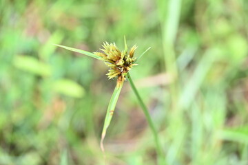 Cyperus polystachyos grass. Its common names Pycreus polystachyos, manyspike flatsedge, bunchy sedge, coast flatsedge, many spiked sedge and Texas sedge. Its herbaceous species in family Cyperaceae. 
