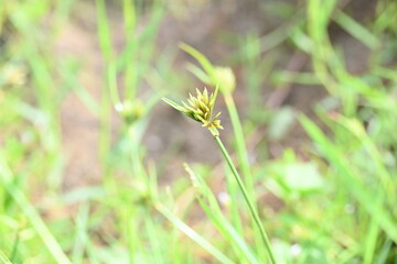Cyperus polystachyos grass. Its common names Pycreus polystachyos, manyspike flatsedge, bunchy sedge, coast flatsedge, many spiked sedge and Texas sedge. Its herbaceous species in family Cyperaceae. 
