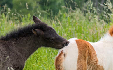 Portrait of a dark and a skewbald foal of Icelandic horses playing together in the meadow