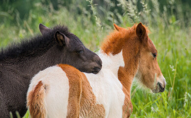 Fototapeta premium Portrait of a dark and a skewbald foal of Icelandic horses playing together in the meadow