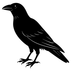 crow on a white background