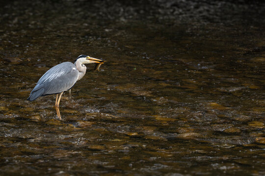 Fototapeta Una majestuosa garza blanca se mantiene en perfecta quietud sobre las aguas tranquilas, capturada con precisión milimétrica gracias a un teleobjetivo Sigma 100-400mm. Esta imagen, tomada con A/III