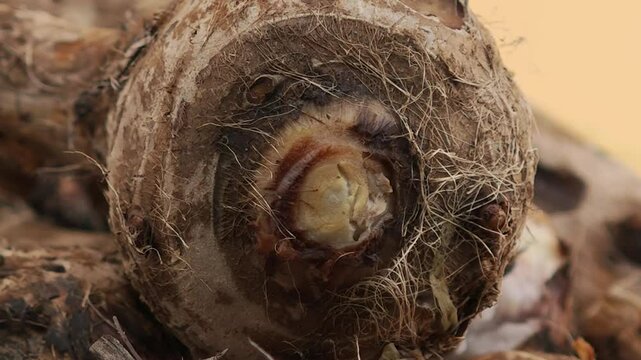 boiled taro root on wooden background
