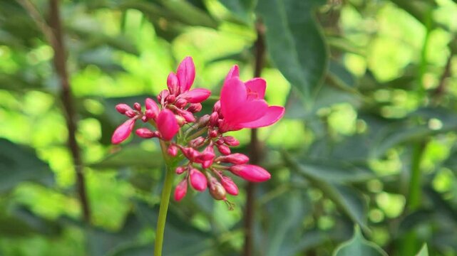 jatropha integerrima in the garden