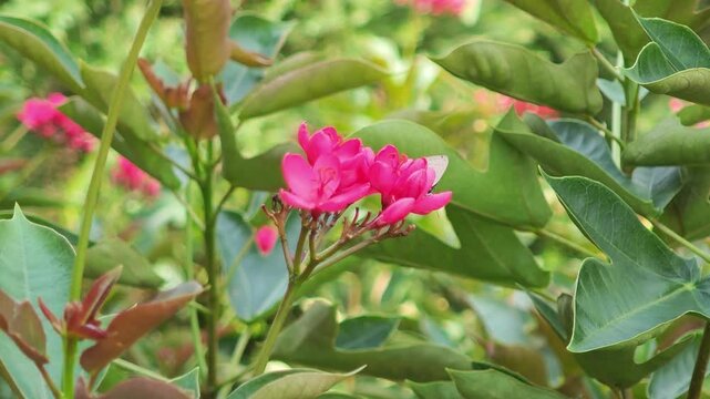 jatropha integerrima in the garden