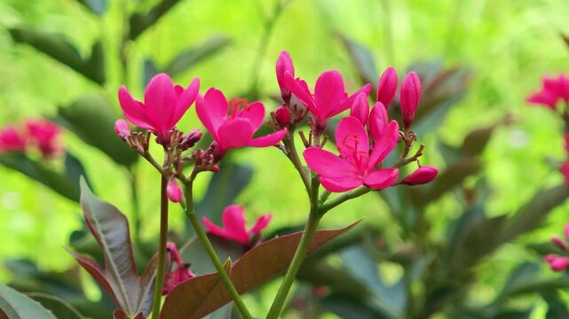 jatropha integerrima in the garden