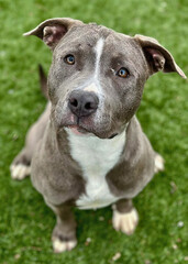 Gray Pitbull with White Chest on Grass