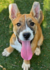 Smiling Tan Pup with Big Tongue