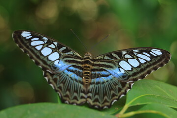 Parthenos Sylvia or the clipper butterfly , The clipper is a fast-flying butterfly and has a habit of  glide between spurts of flapping.It is one of the most beautiful butterflies found in rainforest. © Jimmynature