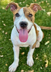 White and Brown Pit Mix with Tongue Out