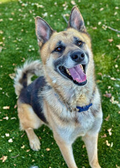 Corgi Shepherd Mix Smiling on Turf