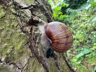 a snail crawls along the bark of a tree