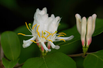 close up of honeysuckle flowers