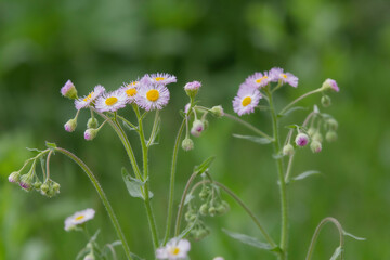 pink fleabane flowers