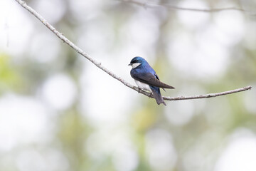 tree swallow on a branch with dappled light