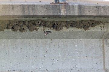 cliff swallow nests lined up under a concrete bridge with one swallow in flight