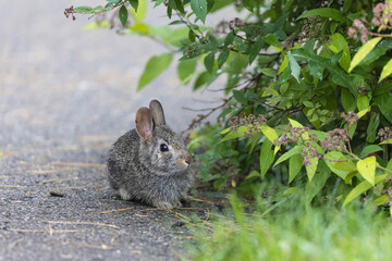 baby rabbit kit hiding near bush