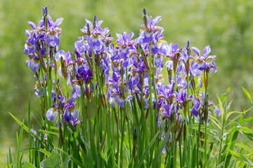 large cluster of wild blue flag iris