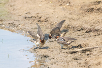 many cliff swallows gathering mud for their nests along a muddy shoreline