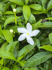 Delicate White Jasmine Flower and Buds Amidst Green Leaves