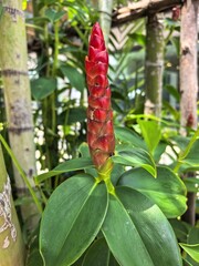 Vibrant Red Ginger Flower Bud in Green Garden