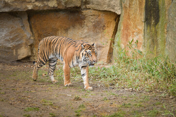 Asian tiger is going in zoo habitat. He is waiting for animal caretaker.	
